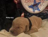 AKC Philly, a male Golden Retriever for sale in Arlington, KY – 1 of 6