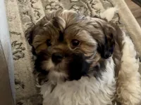 Luke-shorkie, a male Shih Tzu and Yorkshire Terrier for sale in Arlington, KY – 5 of 10