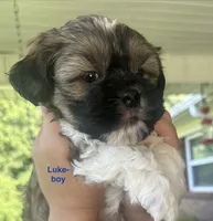 Luke, a male Yorkshire Terrier and Shorkie for sale in Arlington, KY – 2 of 10