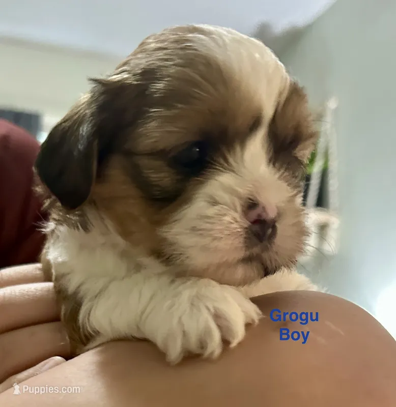 Grogu – Yorkshire Terrier, Shorkie puppy for sale in Arlington, KY