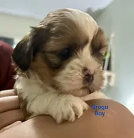 Grogu, a male Shih Tzu and Shorkie for sale in Arlington, KY – 1 of 10