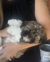 Luke-shorkie, a male Shih Tzu and Yorkshire Terrier for sale in Arlington, KY – 4 of 10