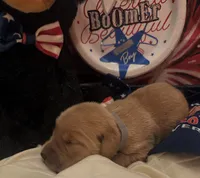 AKC Boomer, a male Golden Retriever for sale in Arlington, KY – 3 of 6