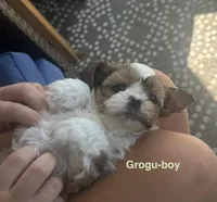 Grogu, a male Shih Tzu and Shorkie for sale in Arlington, KY – 5 of 10