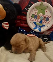 AKC Banner, a male Golden Retriever for sale in Arlington, KY – 2 of 6