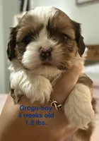 Grogu, a male Shih Tzu and Shorkie for sale in Arlington, KY – 3 of 10