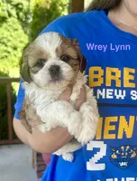 Wrey, a female Shih Tzu and Shorkie for sale in Arlington, KY – 7 of 10