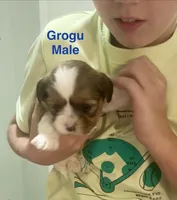 Grogu, a male Shih Tzu and Shorkie for sale in Arlington, KY – 5 of 10