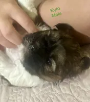 Kylo, a male Shih Tzu and Yorkshire Terrier for sale in Arlington, KY – 6 of 10