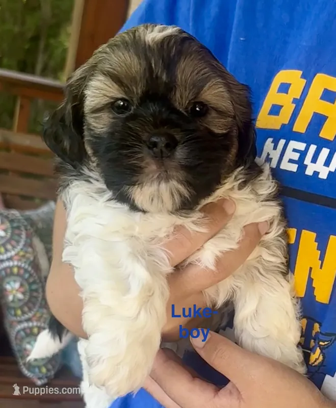 Luke – Yorkshire Terrier, Shorkie puppy for sale in Arlington, KY
