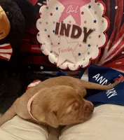 AKC Indy, a female Golden Retriever for sale in Arlington, KY – 3 of 6