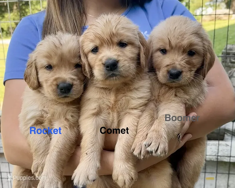 AKC Rocket – Golden Retriever puppy for sale in Arlington, KY