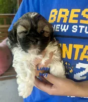 Luke, a male Yorkshire Terrier and Shorkie for sale in Arlington, KY – 5 of 10