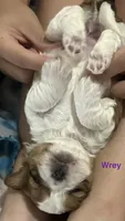 Wrey Lynn, a female Yorkshire Terrier and Shorkie for sale in Arlington, KY – 3 of 6