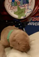 AKC Revere, a male Golden Retriever for sale in Arlington, KY – 2 of 6
