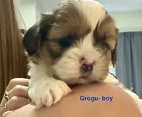 Grogu, a male Shih Tzu and Shorkie for sale in Arlington, KY – 2 of 10