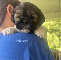 Kylo, a male Yorkshire Terrier and Shorkie for sale in Arlington, KY – 8 of 10