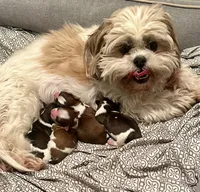 Luke, a male Shih Tzu and Shorkie for sale in Arlington, KY – 6 of 6