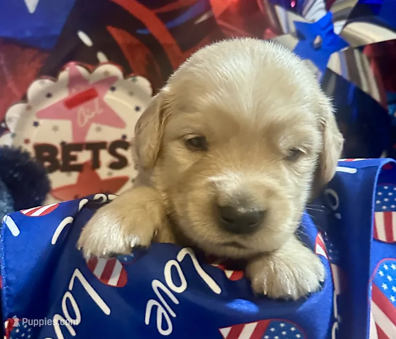 AKC Betsy – Golden Retriever puppy for sale in Arlington, KY