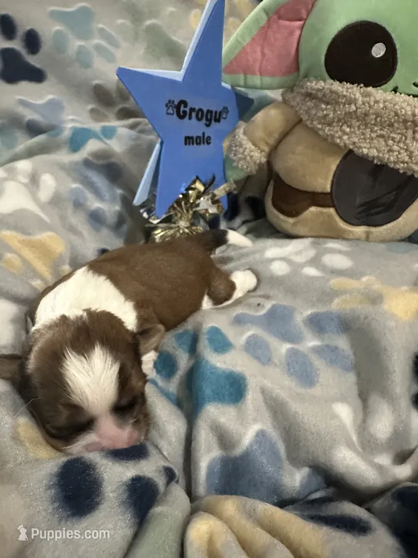 Grogu – Yorkshire Terrier, Shorkie puppy for sale in Arlington, KY