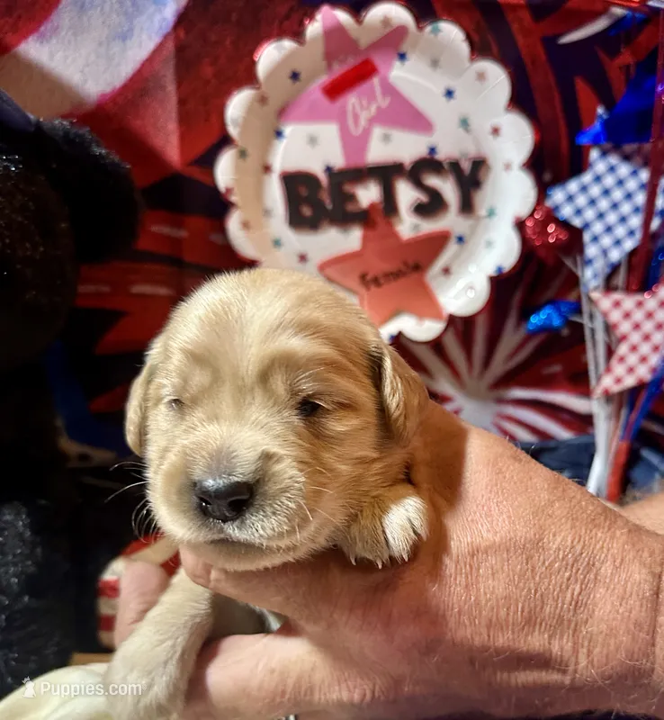 AKC Betsy – Golden Retriever puppy for sale in Arlington, KY