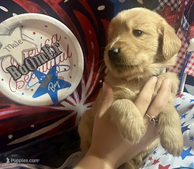 AKC Boomer – Golden Retriever puppy for sale in Arlington, KY