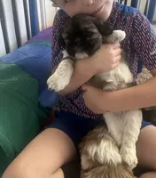Kylo, a male Shih Tzu and Shorkie for sale in Arlington, KY – 8 of 10
