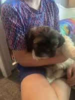 Kylo, a male Yorkshire Terrier and Shorkie for sale in Arlington, KY – 9 of 10