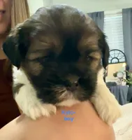 Kylo, a male Shih Tzu and Yorkshire Terrier for sale in Arlington, KY – 4 of 10