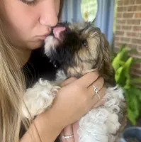 Luke-shorkie, a male Shih Tzu and Yorkshire Terrier for sale in Arlington, KY – 6 of 10