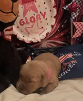 AKC Glory, a female Golden Retriever for sale in Arlington, KY – 2 of 6