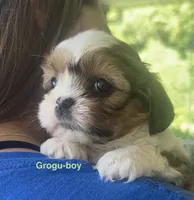Grogu, a male Shih Tzu and Shorkie for sale in Arlington, KY – 2 of 10
