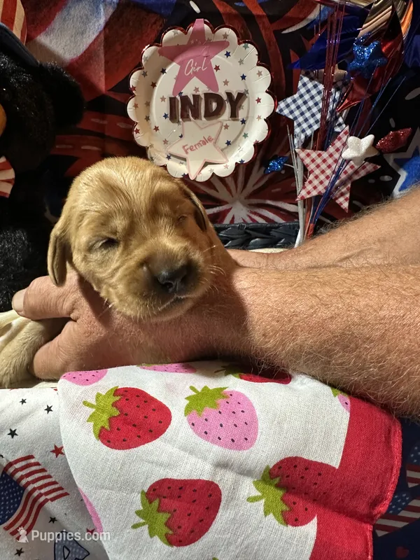 AKC Indy – Golden Retriever puppy for sale in Arlington, KY