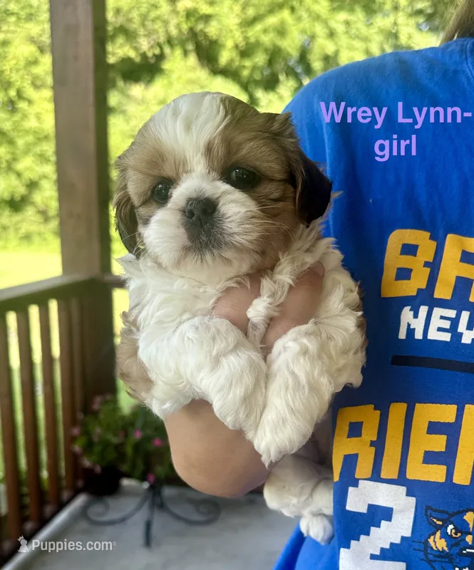 Wrey Lynn – Yorkshire Terrier, Shorkie puppy on hold in Arlington, KY