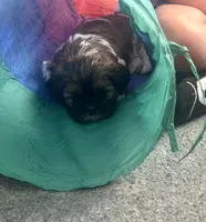 Kylo, a male Yorkshire Terrier and Shorkie for sale in Arlington, KY – 10 of 10