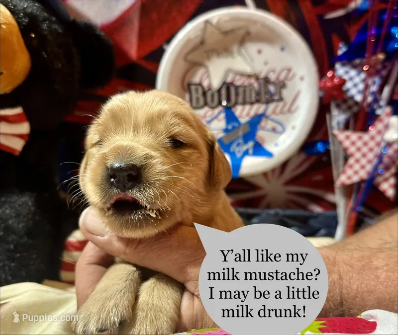 AKC Boomer – Golden Retriever puppy on hold in Arlington, KY