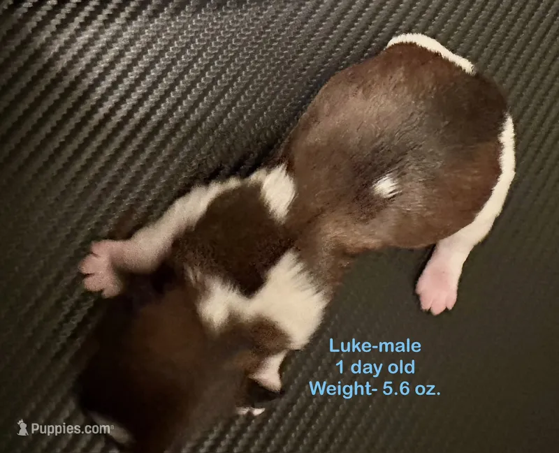 Luke – Yorkshire Terrier, Shorkie puppy for sale in Arlington, KY