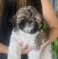 Luke-shorkie, a male Shih Tzu and Yorkshire Terrier for sale in Arlington, KY – 9 of 10