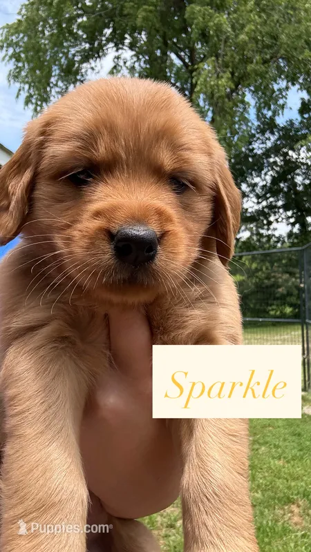 AKC Sparkle – Golden Retriever puppy for sale in Arlington, KY