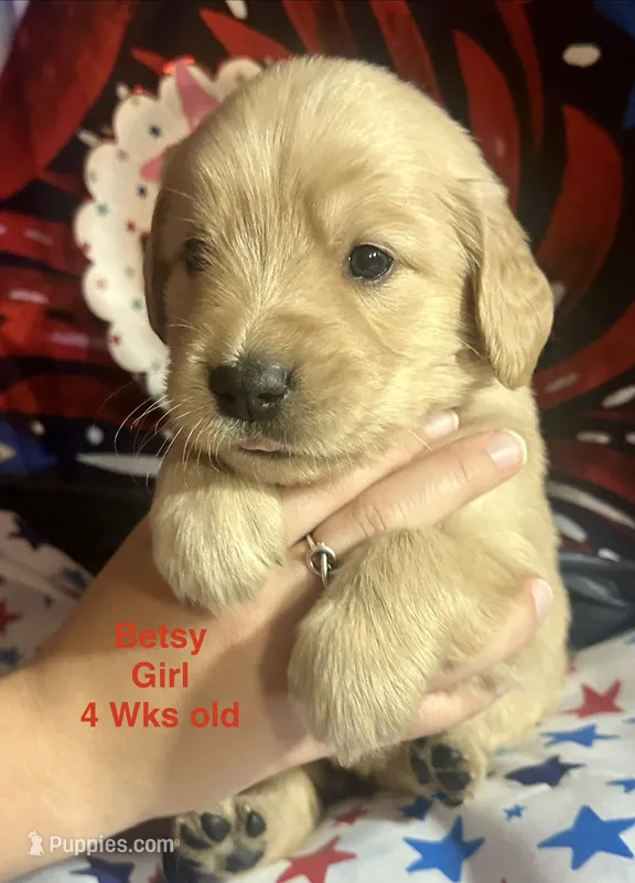 AKC Betsy – Golden Retriever puppy for sale in Arlington, KY