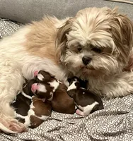 Kylo, a male Yorkshire Terrier and Shorkie for sale in Arlington, KY – 2 of 5