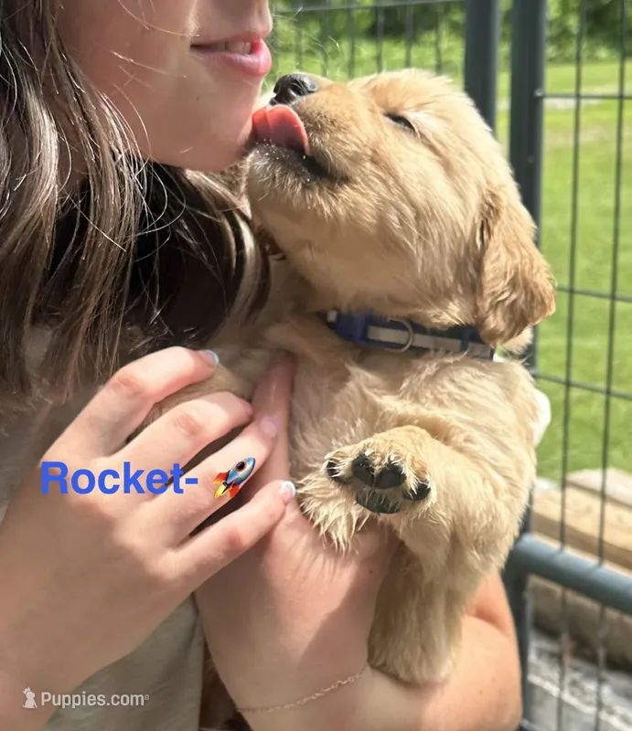 AKC Rocket – Golden Retriever puppy for sale in Arlington, KY