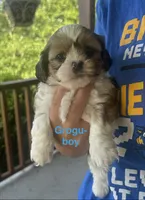 Grogu, a male Shih Tzu and Shorkie for sale in Arlington, KY – 8 of 10