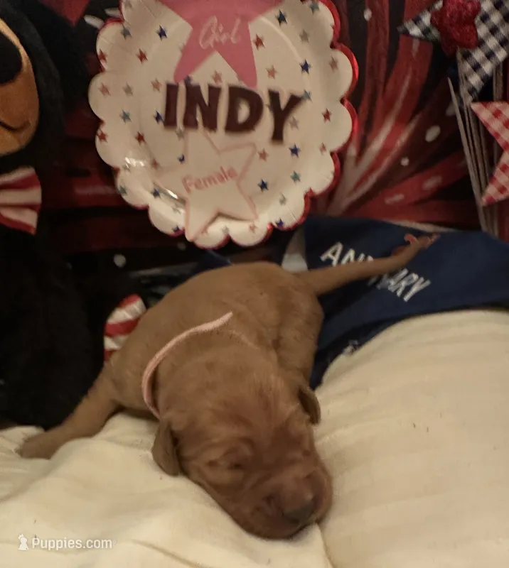 AKC Indy – Golden Retriever puppy on hold in Arlington, KY