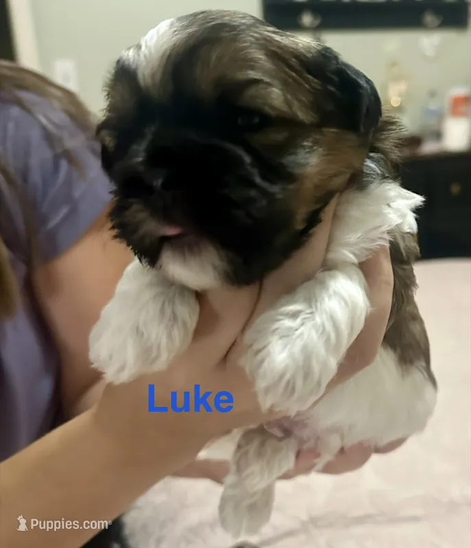 Luke – Shih Tzu, Shorkie puppy for sale in Arlington, KY