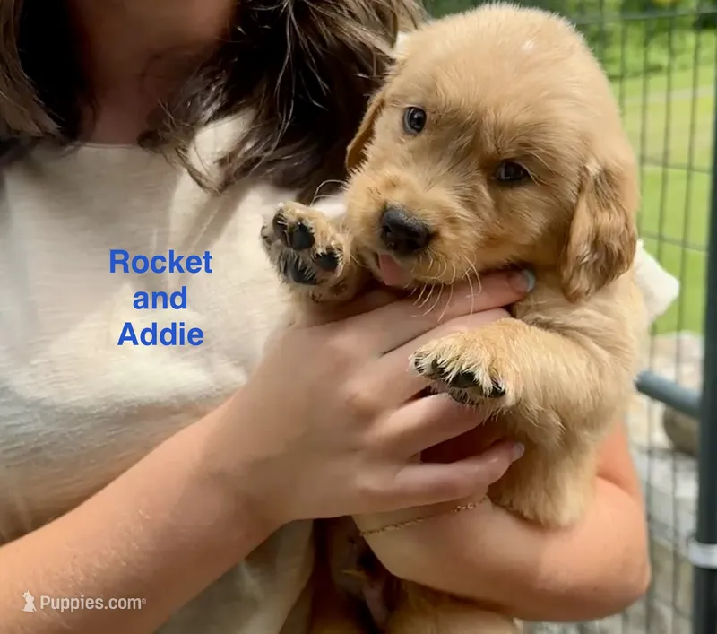 AKC Rocket – Golden Retriever puppy for sale in Arlington, KY