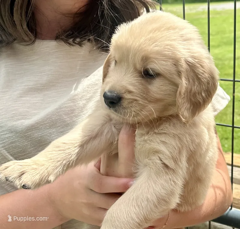 AKC Betsy – Golden Retriever puppy for sale in Arlington, KY