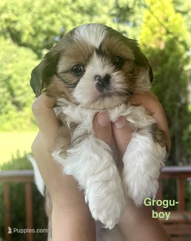 Grogu – Shih Tzu, Shorkie puppy for sale in Arlington, KY
