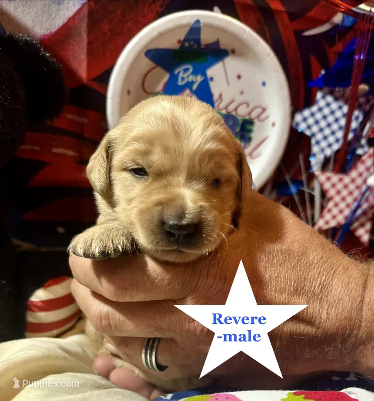 AKC Revere – Golden Retriever puppy for sale in Arlington, KY