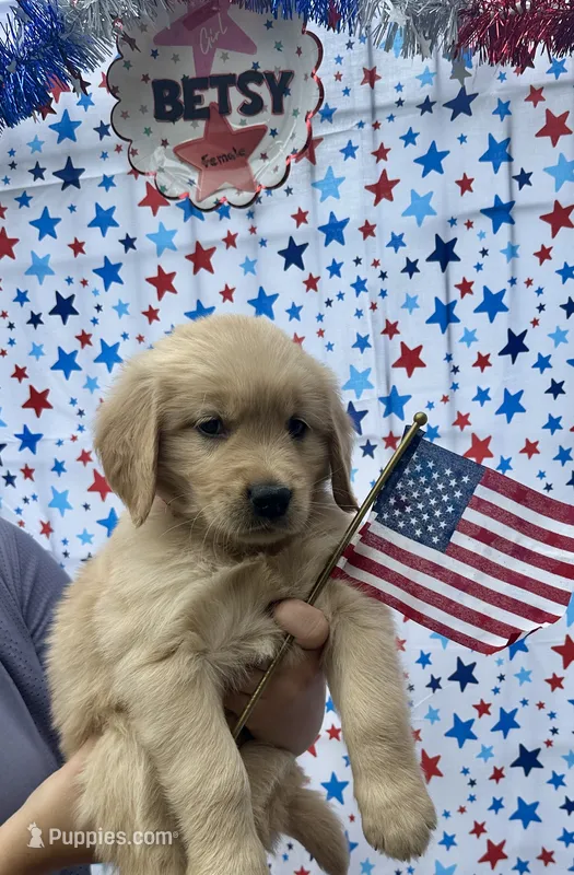 AKC Betsy – Golden Retriever puppy on hold in Arlington, KY